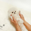 Teacup Toy Pomeranian Puppies For Sale - Boo - a Pomeranian puppy