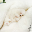 Teacup Toy Pomeranian Puppies For Sale - Boo - a Pomeranian puppy