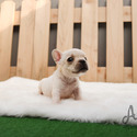 Teacup Toy French Bull Puppies For Sale - Sugar - a French Bulldog puppy