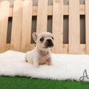 Teacup Toy French Bull Puppies For Sale - Sugar - a French Bulldog puppy