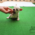 Teacup Toy French Bull Puppies For Sale - Sugar - a French Bulldog puppy