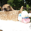 Teacup Toy Pomeranian Puppies For Sale - Sandy - a Pomeranian puppy