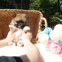 Teacup Toy Pomeranian Puppies For Sale - Sandy - a Pomeranian puppy