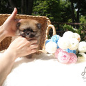 Teacup Toy Pomeranian Puppies For Sale - Sandy - a Pomeranian puppy