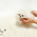 Toy Teacup Pomeranian Puppies For Sale - Boo - a Pomeranian puppy