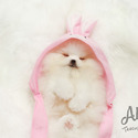 Toy Teacup Pomeranian Puppies For Sale - Boo - a Pomeranian puppy