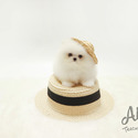 Toy Teacup Pomeranian Puppies For Sale - Boo - a Pomeranian puppy