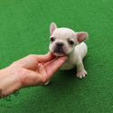 Toy Teacup French Bull Puppies For Sale - Sugar - a French Bulldog puppy