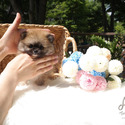 Toy Teacup Pomeranian Puppies For Sale - Sandy - a Pomeranian puppy