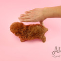 Teddy Bear Face Poodle Puppies For Sale - Chloe - a Poodle puppy
