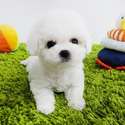 Mini Teacup Bichon Frise Puppies For Sale - Cocoa - a Bichon Frise puppy