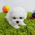 Mini Teacup Bichon Frise Puppies For Sale - Cocoa - a Bichon Frise puppy