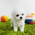 Mini Teacup Bichon Frise Puppies For Sale - Cocoa - a Bichon Frise puppy