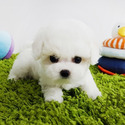 Mini Teacup Bichon Frise Puppies For Sale - Cocoa - a Bichon Frise puppy