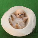 Mini Teacup Maltipoo Puppies For Sale - Hazelnut - a Maltipoo puppy