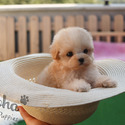 Mini Teacup Maltipoo Puppies For Sale - Hazelnut - a Maltipoo puppy