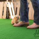 Mini Teacup Maltipoo Puppies For Sale - Hazelnut - a Maltipoo puppy