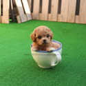 Mini Teacup Maltipoo Puppies For Sale- Mocha - a Maltipoo puppy