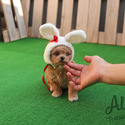 Mini Teacup Maltipoo Puppies For Sale- Mocha - a Maltipoo puppy