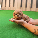 Mini Teacup Maltipoo Puppies For Sale- Mocha - a Maltipoo puppy