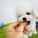Mini Teacup Bichon Frise Puppies For Sale - Cocoa - a Bichon Frise puppy