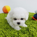 Mini Teacup Bichon Frise Puppies For Sale - Cocoa - a Bichon Frise puppy