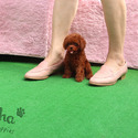 Teacup Teddy Bear Poodle Puppies For Sale - Kitty - a Poodle puppy