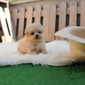 Teacup Teddy Bear Maltipoo Puppies For Sale - Hazelnut - a Maltipoo puppy