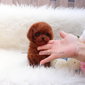 Mini Teddy Bear Poodle Puppies For Sale - Kitty - a Poodle puppy
