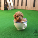 Teacup Toy Cream Maltipoo Puppies For Sale- Mocha - a Maltipoo puppy