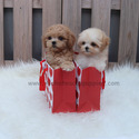 Teacup Toy Cream Maltipoo Puppies For Sale- Mocha - a Maltipoo puppy