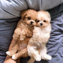 Teacup Toy Cream Maltipoo Puppies For Sale- Mocha - a Maltipoo puppy