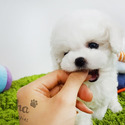 Teacup Mini Bichon Frise Puppies For Sale - Cocoa - a Bichon Frise puppy