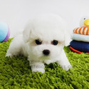 Teacup Mini Bichon Frise Puppies For Sale - Cocoa - a Bichon Frise puppy