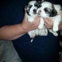 Tucker - a Shih Tzu puppy