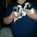 Bella - a Shih Tzu puppy