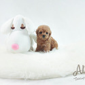 Toy Mini Cream Poodle Puppies For Sale - Cheese - a Poodle puppy