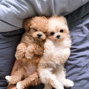 Teacup Mini Maltipoo Puppies For Sale - Hazelnut - a Maltipoo puppy