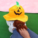 Mini Teddy Bear Poodle Puppies For Sale - Kitty - a Poodle puppy