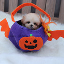 Toy Teacup Maltipoo Puppies For Sale - Hazelnut - a Malti Poo puppy