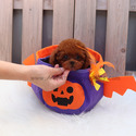 Mini Teacup Poodle Puppies For Sale - Kitty - a Poodle puppy