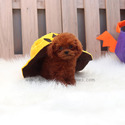 Mini Teacup Poodle Puppies For Sale - Kitty - a Poodle puppy