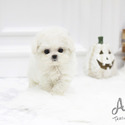Teacup Toy Bichon Frise Puppies For Sale - Cocoa - a Bhotia puppy