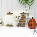 Teacup Toy Bichon Frise Puppies For Sale - Cocoa - a Bhotia puppy