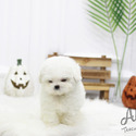 Teacup Toy Bichon Frise Puppies For Sale - Cocoa - a Bhotia puppy