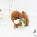 Mini Teddy Bear Poodle Puppies For Sale - Toby - a Poodle puppy