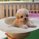 Teacup Mini Maltipoo Puppies For Sale - Hazelnut - a Maltipoo puppy