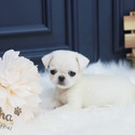 Teacup Mini Pug Puppies For Sale - Annabel - a Pug puppy