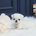 Mini Teacup Pug Puppies For Sale - Annabel - a Pug puppy