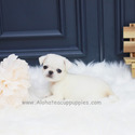 Mini Teacup Pug Puppies For Sale - Annabel - a Pug puppy